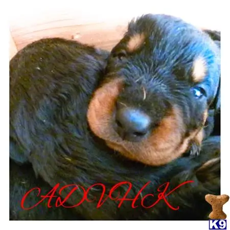 Rottweiler puppy for sale